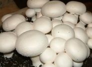 خواص پروتیین قارچ